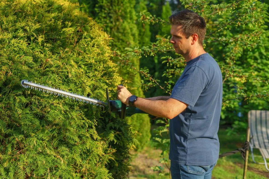 Taille de haie de cèdres en plein été